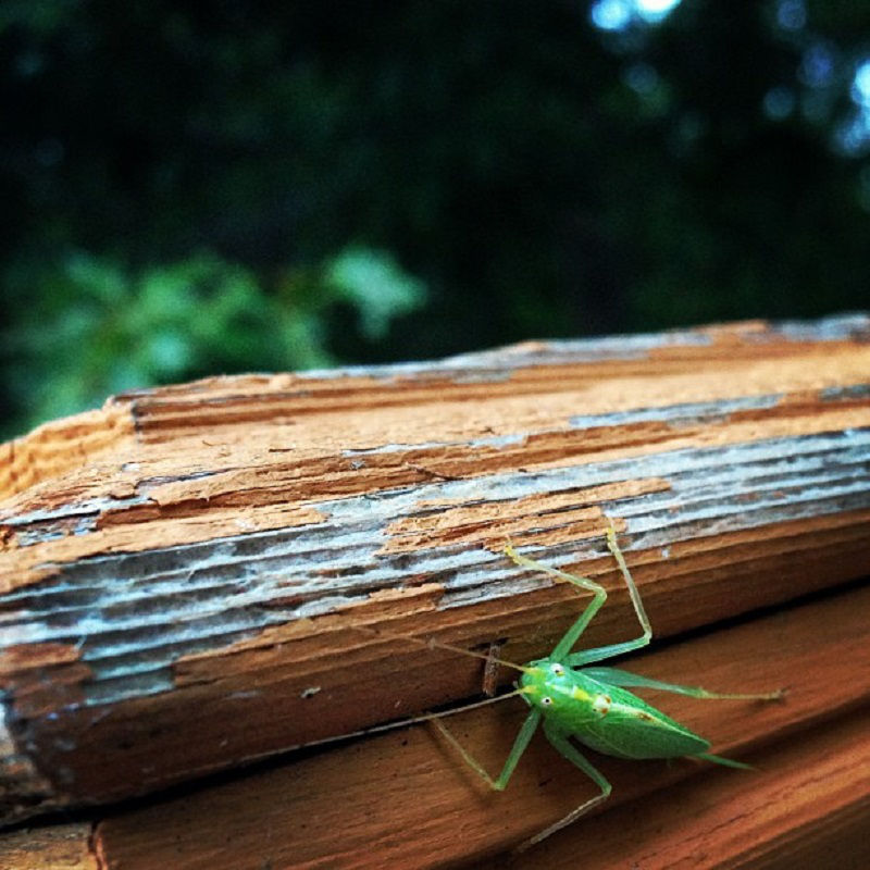 leafbug